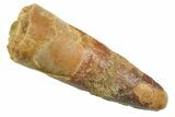 Juvenile Fossil Spinosaurus Tooth - Real Dinosaur Tooth #354839-1